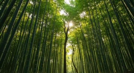 Bamboo Forest Canopy - Sunlit Green Stalks Reaching Upward, Serene Natural Light.