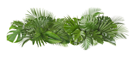 Green leaves of tropical trees arranged in beautiful composition against white background