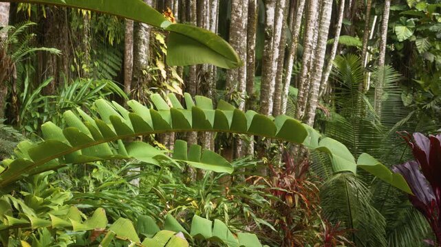 Explore the vibrant and diverse flora of a Hawaiian tropical botanical garden. This footage showcases lush green foliage, exotic plants, and towering trees within a serene rainforest setting, perfect 