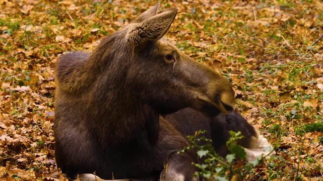 Close up of a moos elk resting ona cloudy autumn. day in the woods on the ground