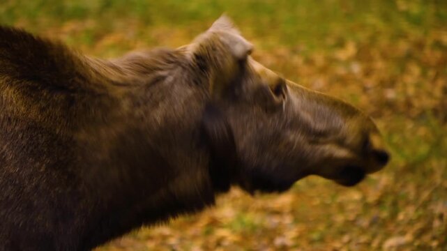 Close up of a moos elk resting ona cloudy autumn. day in the woods standing around.