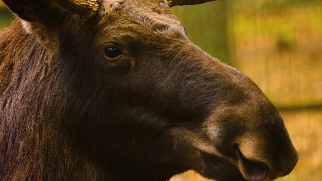 Close up of a moos elk resting ona cloudy autumn. day in the woods standing around.