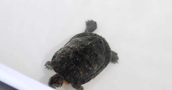 Mother and son touching turtle which crawling in white sink of water, top view. Camera tracking