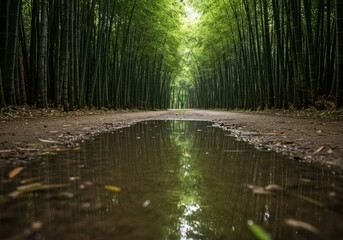 Obraz premium Bamboo forest path with puddle