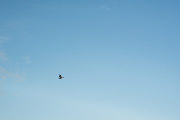 水色の爽やかな空を飛ぶ鳥
