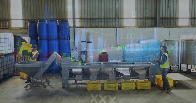 Tipping yellow produce crate into angled hopper on conveyor in plant, male worker monitoring tablet - Powered by Adobe