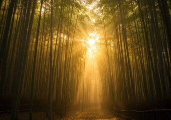 Naklejka premium Golden sunlight bamboo forest pathway