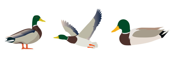 Obraz premium Vector illustration showcasing three male mallard ducks in different poses standing, flying, and swimming, isolated on a white background for versatile design use.
