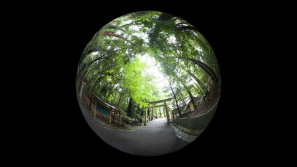 魚眼レンズで見た新緑の神社