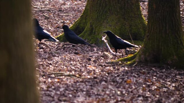 Close up of raven crows walking around the forest on a sunny autumn day
