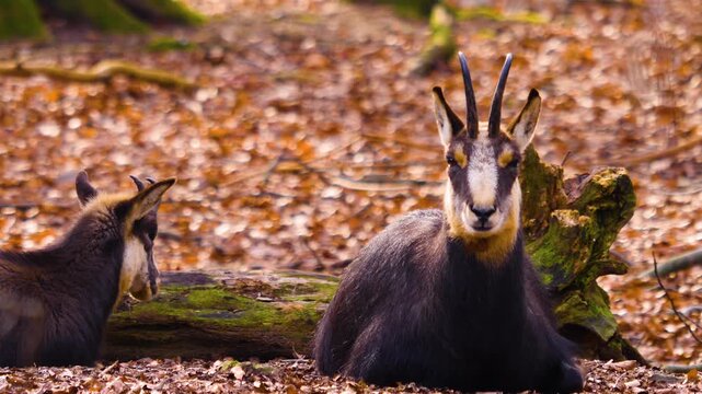 Close up of a chamois antelope goat resting in the woods on the ground on a sunny autumn day
