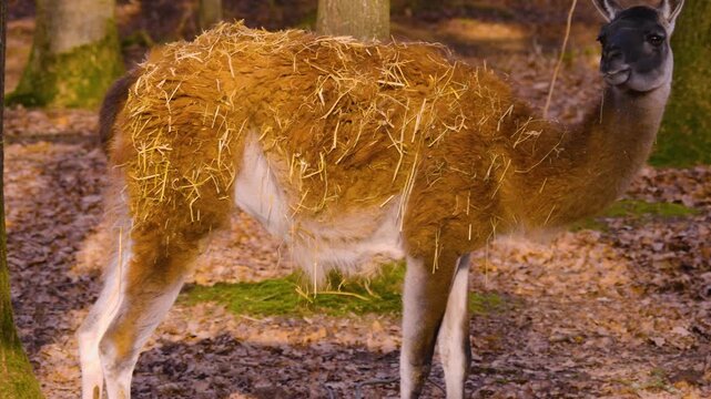 Close up of guanaco standing in the woods on a sunny autumn day and looking around.
