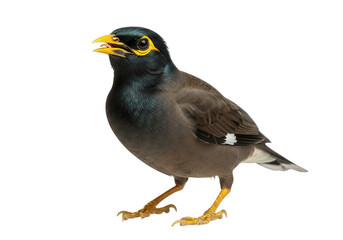 Common myna bird with yellow beak and eye patches isolated on transparent background