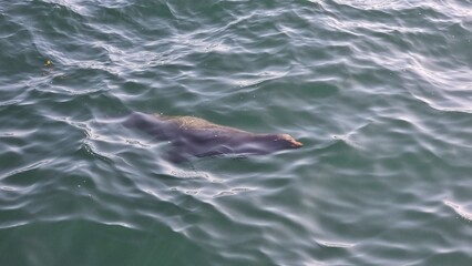 Naklejka premium Sea Lion Resting in the Waves