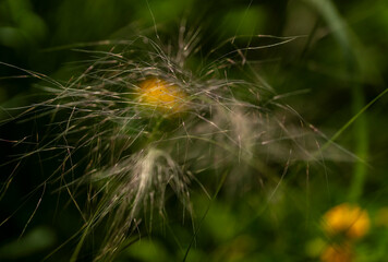 Planta y flores