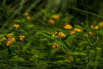 Flores y verde