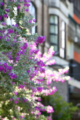 Purple bougainvillea shrub with bell-shaped flowers in varying purple tones and gray-green oval leaves illuminated by sunlight, positioned against light-colored building with dark window frames.