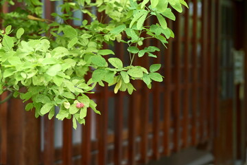 Light to medium green oval-shaped leaves with subtle red-tinged edges create soft focus foreground against blurred dark brown vertical wooden fence with visible gaps, evoking natural rustic atmosphere