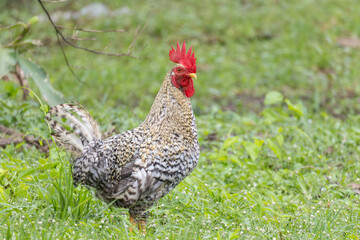 A barred rooster with striking black and white plumage stands alert on a grassy field.