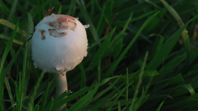 Tokyo, Japan - September 17, 2025: False parasol or Chlorophyllum molybdites illuminated with the rising sun