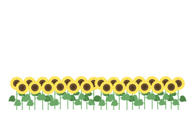 シンプルなひまわり畑のイラスト