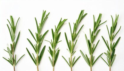 close up of rosemary leaves