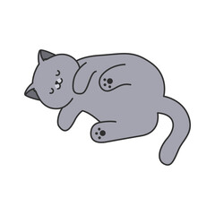 british shorthair illustration