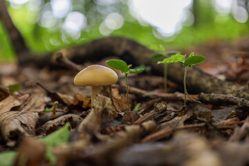 ​A small mushroom with a smooth cap grows on the forest floor, surrounded by fallen leaves and young sprouts. The low-angle photograph captures the life of the forest, emphasizing the small details of