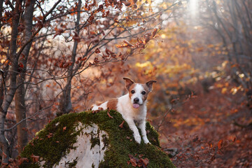 Obraz na płótnie Canvas A Jack Russell Terrier perches on a mossy rock amidst an autumn forest filled with warm tones. The dog confident stance contrasts with the softness of the natural background.