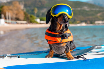 Adorable dachshund wearing a life jacket and goggles sits confidently on a paddleboard with a sunny beach and clear water in the background. perfect for outdoor adventure themes.