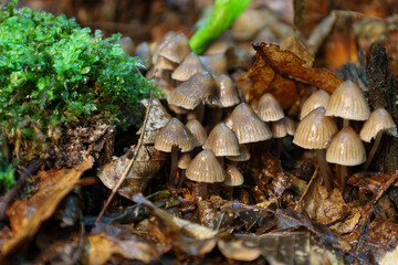 ​A cluster of small, light brown mushrooms grows on a forest stump, surrounded by bright green moss and fallen autumn leaves. The macro photo highlights the details of the wild.