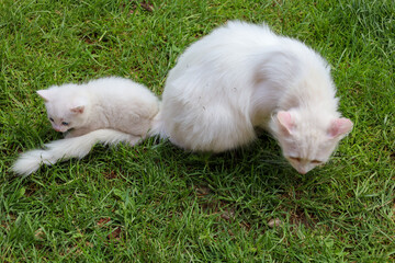 An adult white cat and a small white kitten are resting together on green grass. The cat is leaning down, and the kitten is lying nearby, showing their bond and affection.