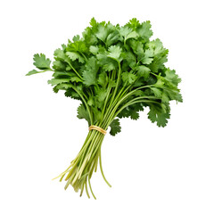 Bundle of Fresh Cilantro Herb Tied with Rubber Band on Black Background coriander green