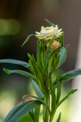 Obraz premium Flor Sempre-viva (Xerochrysum bracteatum) amarela. Jardim