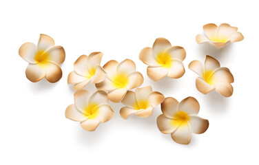 Many beautiful brown plumeria flowers on white background