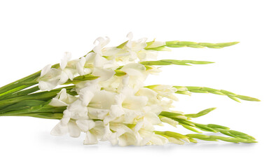 Obraz premium Beautiful gladiolus flowers isolated on white background, closeup