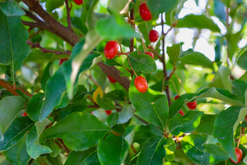 A macro photograph of a branch with green leaves and small red berries, illuminated by sunbeams. This bright and vibrant scene symbolizes growth, health, and natural beauty on a summer day.