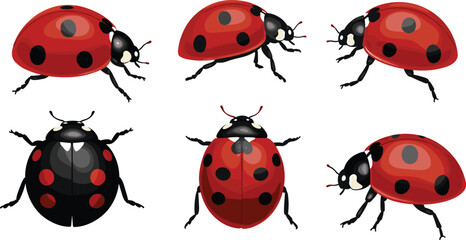 Illustration of Ladybugs in Various Poses, Red and Black Lady Beetles, Detailed Insect Clipart, Nature Vector, Garden Pest, Colorful Bug, Entomology Artwork