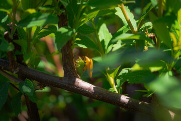 Chinches sobre una planta