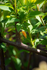 Chinches sobre una planta