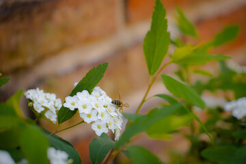 Abeja recolectando polen sobre una flor