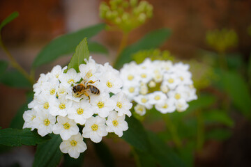 Abeja recolectando polen sobre una flor