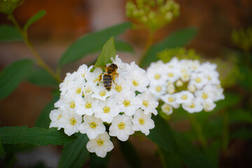 Abeja recolectando polen sobre una flor