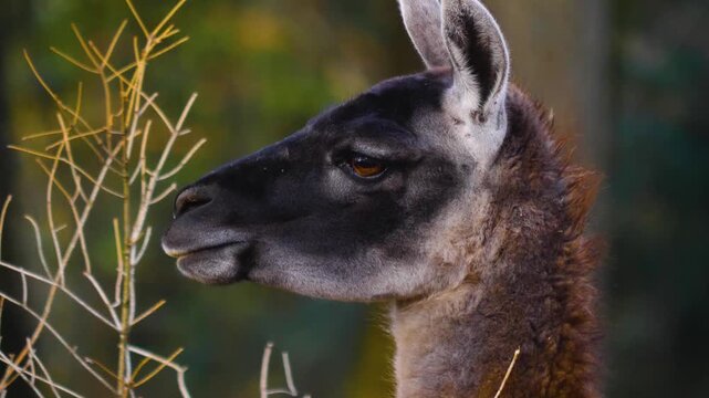  Close up of guanaco head watching and moving around in the woods in autumn. 