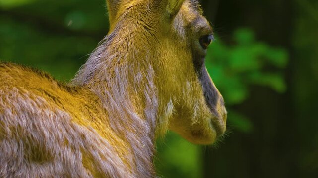 Close up of a chamois antelope goat standing in the woods and looking around on a sunny spring day