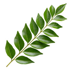 Fototapeta premium Curry Leaf Branch with Multiple Green Leaves on Black Background herb spice