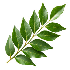 Curry Leaf Stem with Green Leaves and Yellow Veins on Black Background herb spice