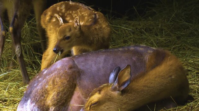 Close up of a axis deer fawn and doe resting in a forest on a cloudy autumn day
