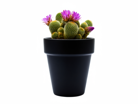 Frontal View: Cactus with Purple Flowers in Black Pot – Isolated png