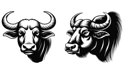 Domestic water buffalo